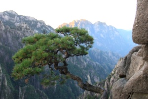 The West Sea is also famous for its pines hanging off the rock faces.